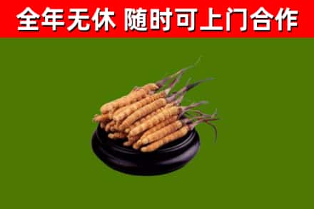 奇台县回收散虫草