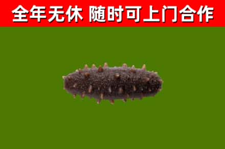 奇台县回收海参干